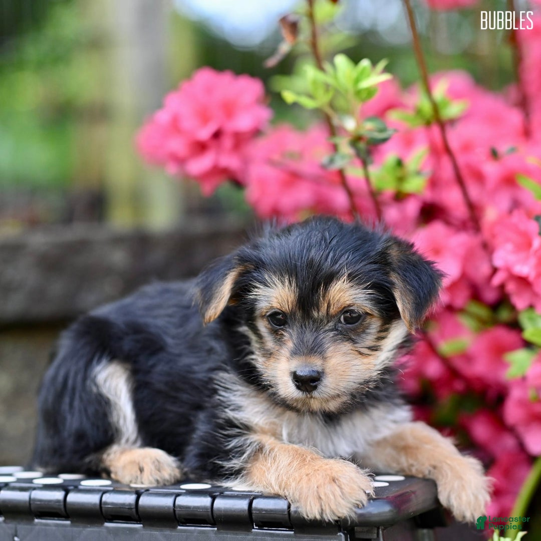 Morkie dogs for sale: Bubbles - Image 5