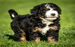 Mini Bernedoodle dogs for sale: Ozzy - Image 12