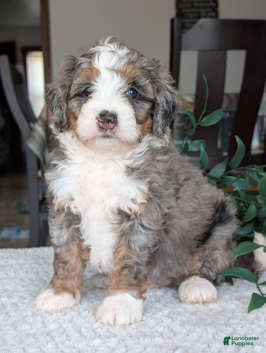 Mini Bernedoodle dogs for sale: Allie - Image 18