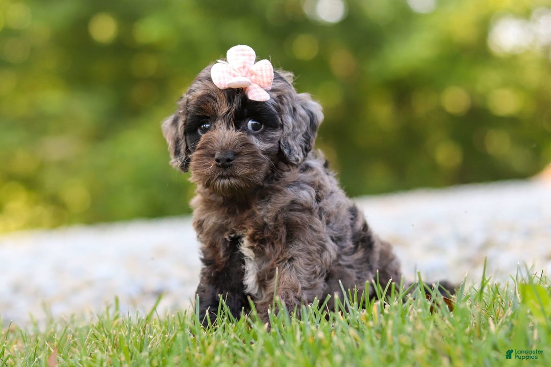 Cockapoo dogs for sale: Indy - Image 4