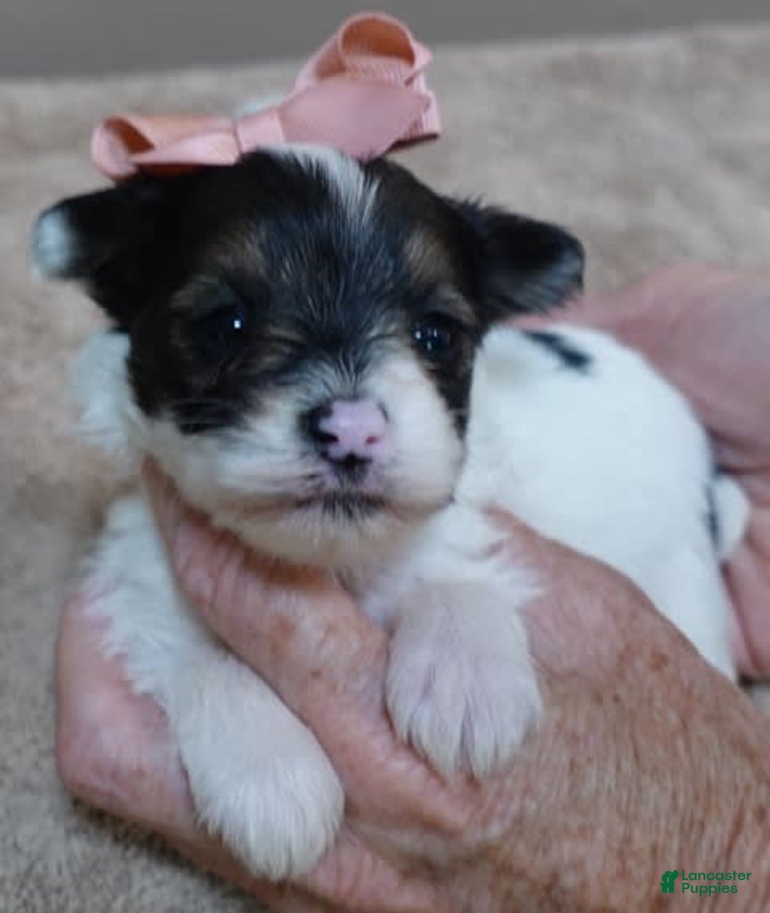 Yorkshire Terrier dogs for sale: Pappy Parti Girl - Image 18
