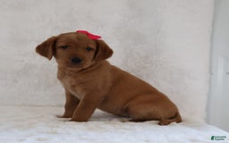Labrador Retriever dogs for sale: Molly - Image 2