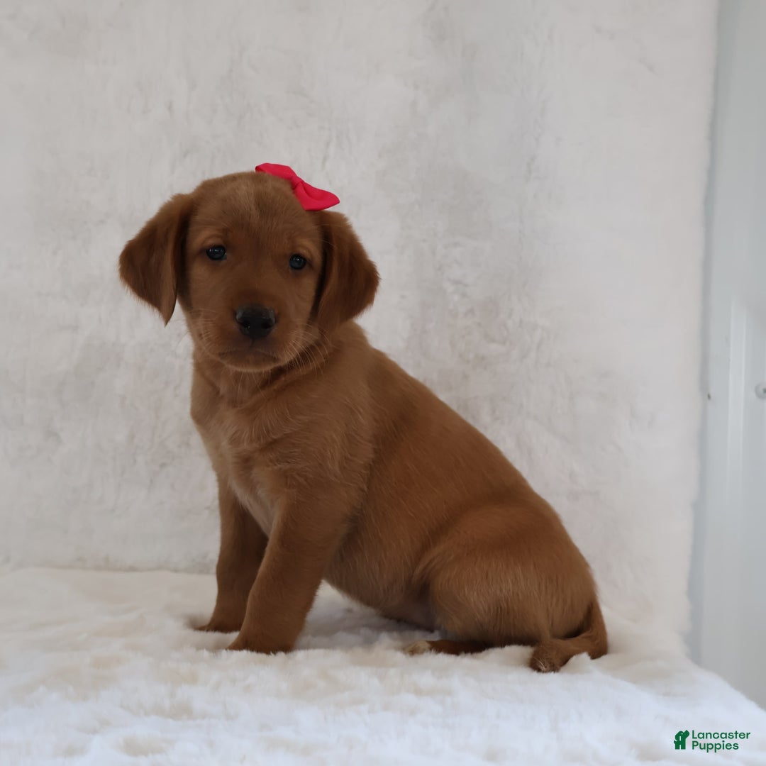 Labrador Retriever dogs for sale: Molly - Image 2