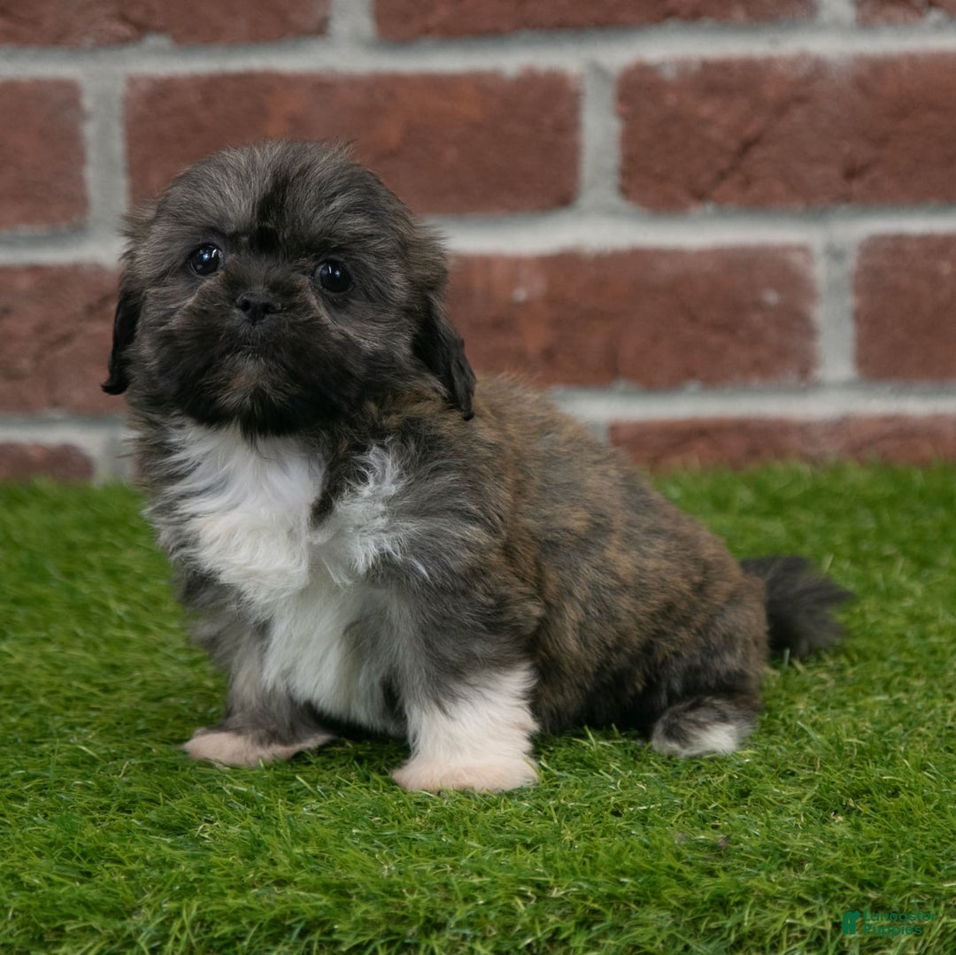 Shih Tzu dogs for sale: Sawyer - Image 9