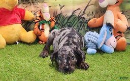 Catahoula Leopard Dog dogs for sale: Houdini 2025 Male 2 - Image 18