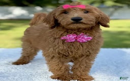 Goldendoodle dogs for sale: Casey - Image 4