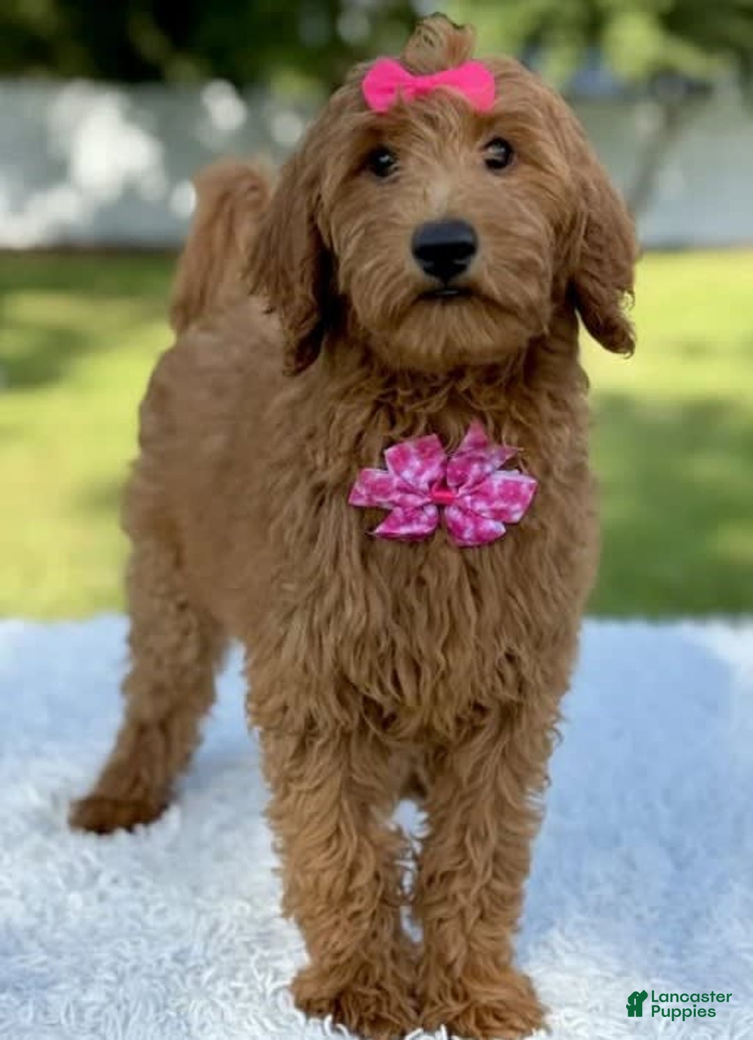 Goldendoodle dogs for sale: Casey - Image 4