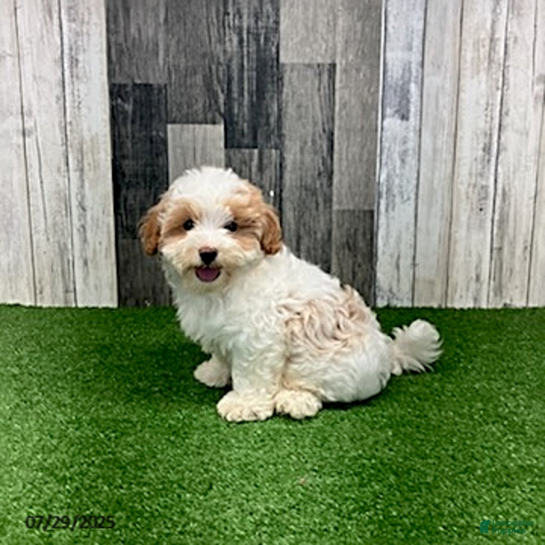 Maltipoo dogs for sale: Jamie - Image 3