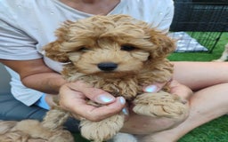 Maltipoo dogs for sale: Lynn - Image 4