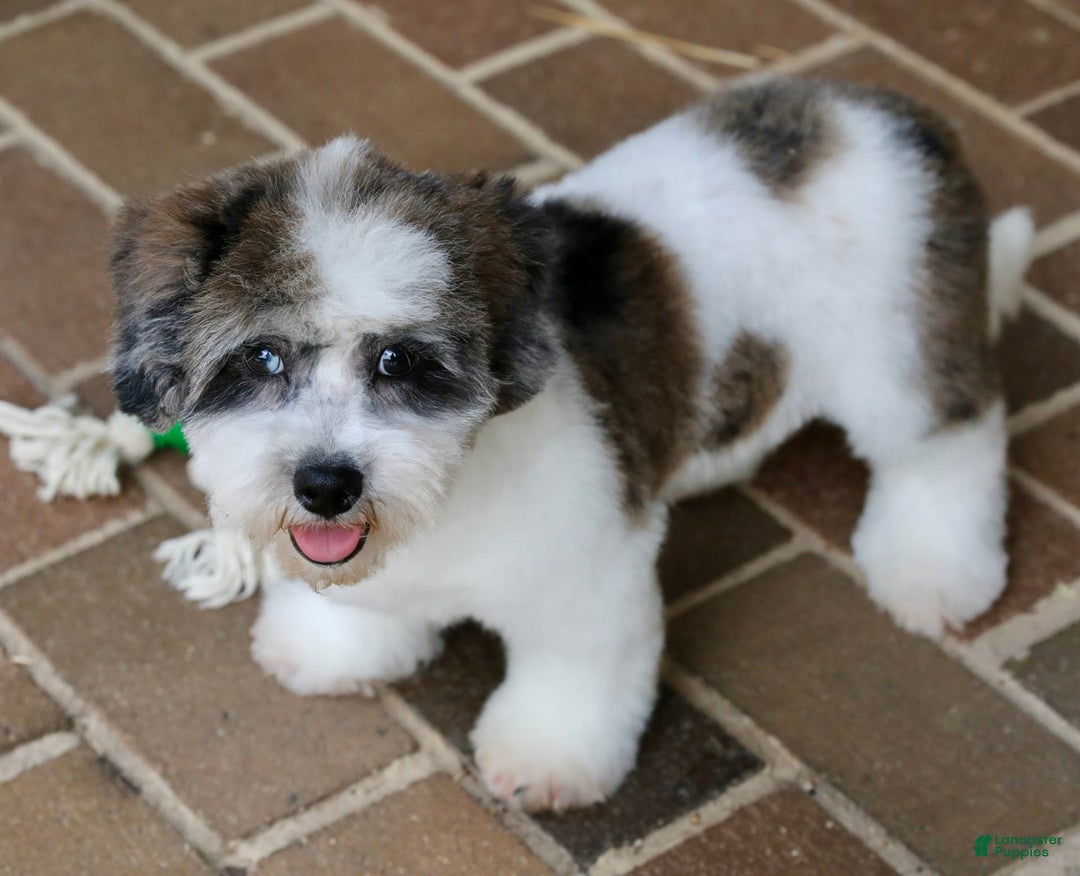 Shihpoo dogs for sale: Leo - Image 15