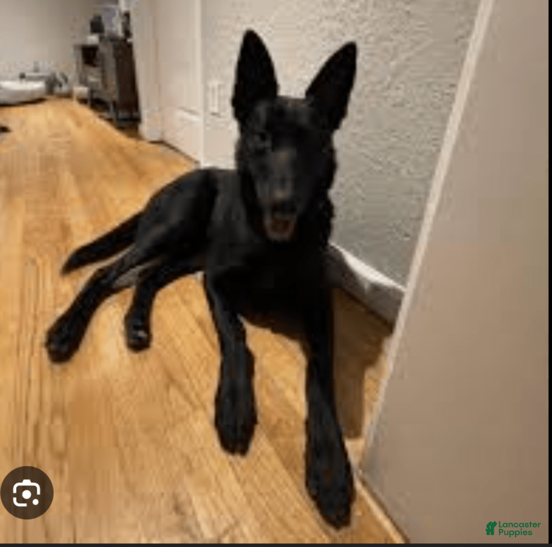 Belgian Malinois dogs for sale: Chucky - Image 6