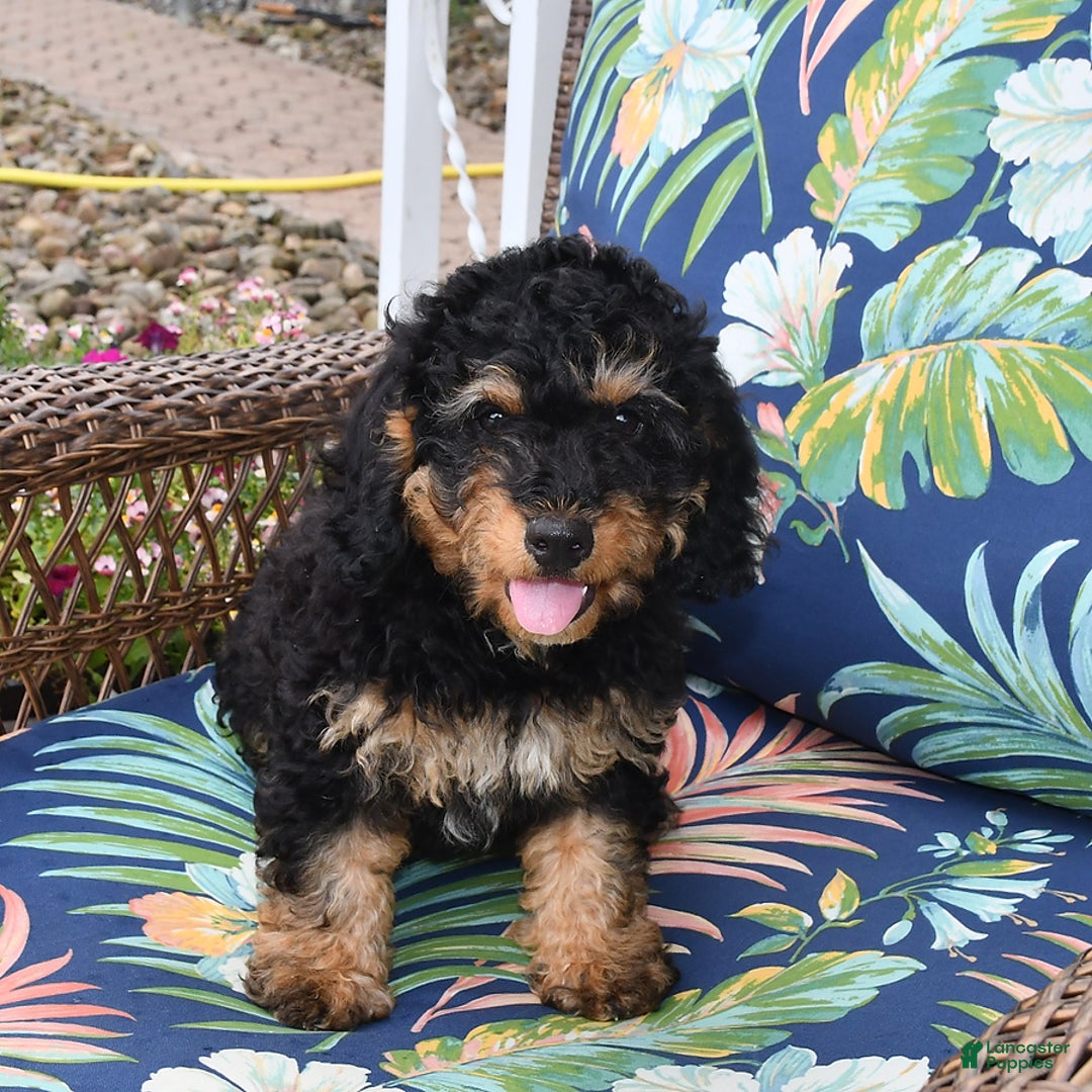 Forever dogs for sale: Teddy - Image 2
