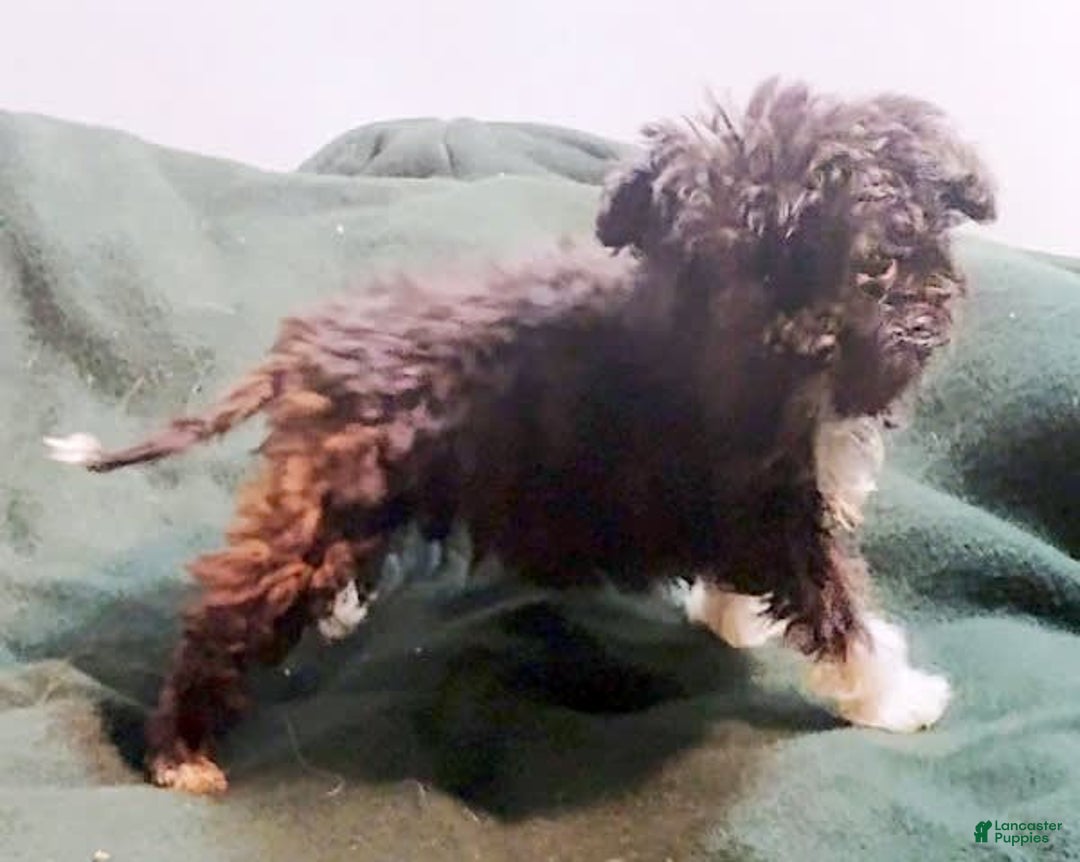Cavapoo dogs for sale: Tammy - Image 15