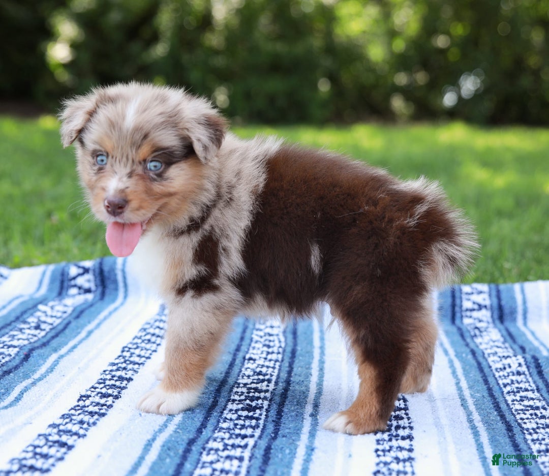 Australian Shepherd dogs for sale: Mikey - Image 11
