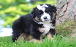 Australian Shepherd dogs for sale: Cove - Image 1