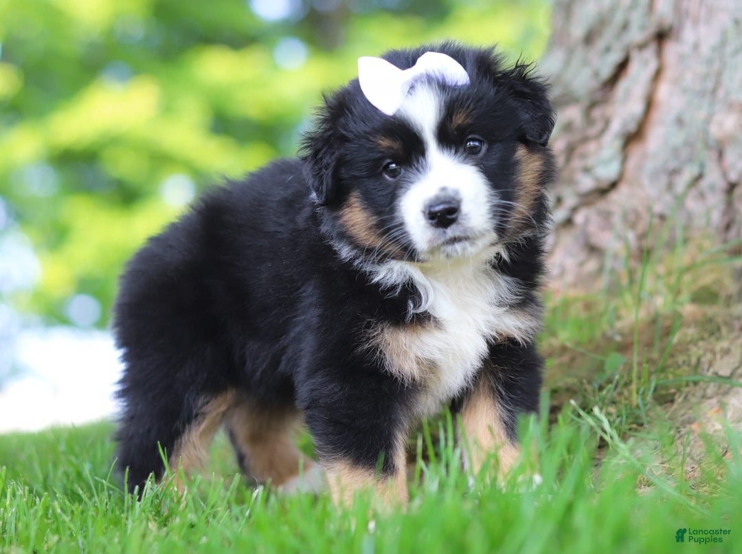 Australian Shepherd dogs for sale: Cove - Image 1
