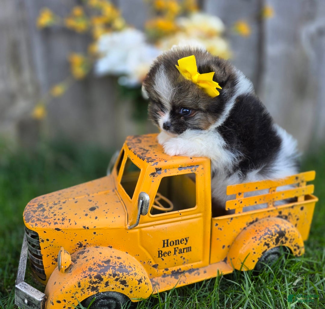 Pomeranian dogs for sale: Nirvana - Image 25