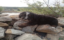 Bernedoodle dogs for sale: Archer - Image 3