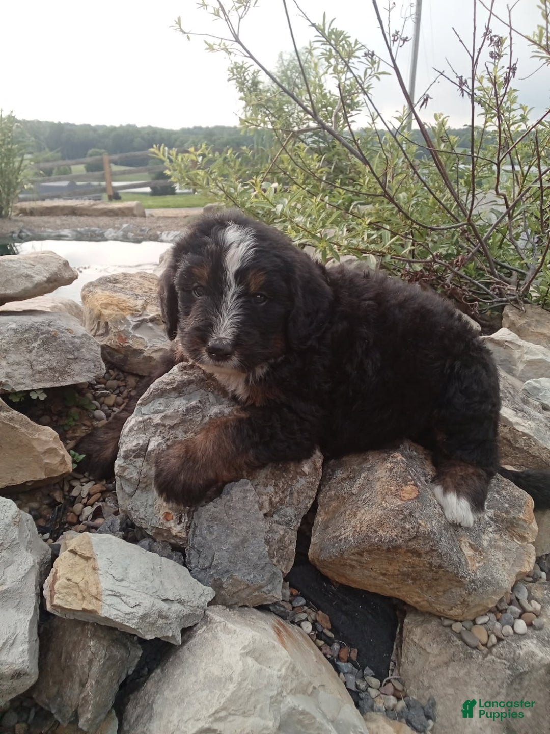 Bernedoodle dogs for sale: Archer - Image 3