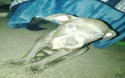 American Pit Bull Terrier dogs for sale: Baby Boy - Image 1
