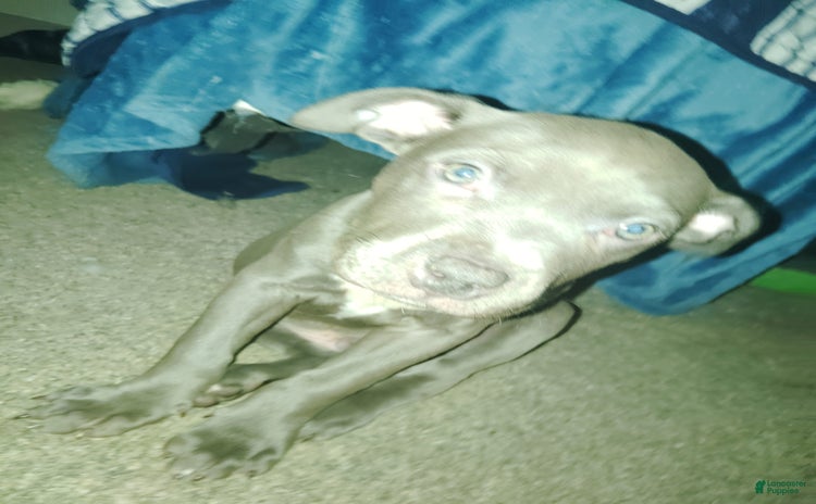 American Pit Bull Terrier dogs for sale - Ad 1