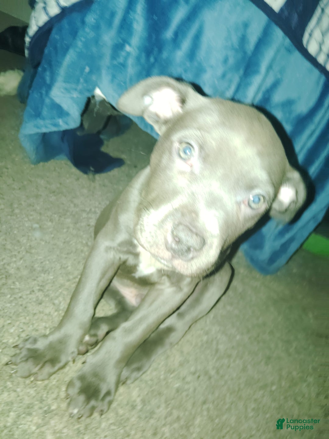 American Pit Bull Terrier dogs for sale: Baby Boy - Image 1