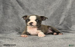 Boston Terrier dogs for sale: Lacey - Image 4