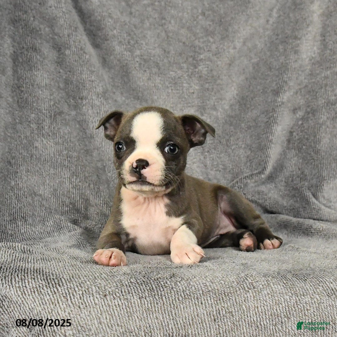 Boston Terrier dogs for sale: Lacey - Image 4