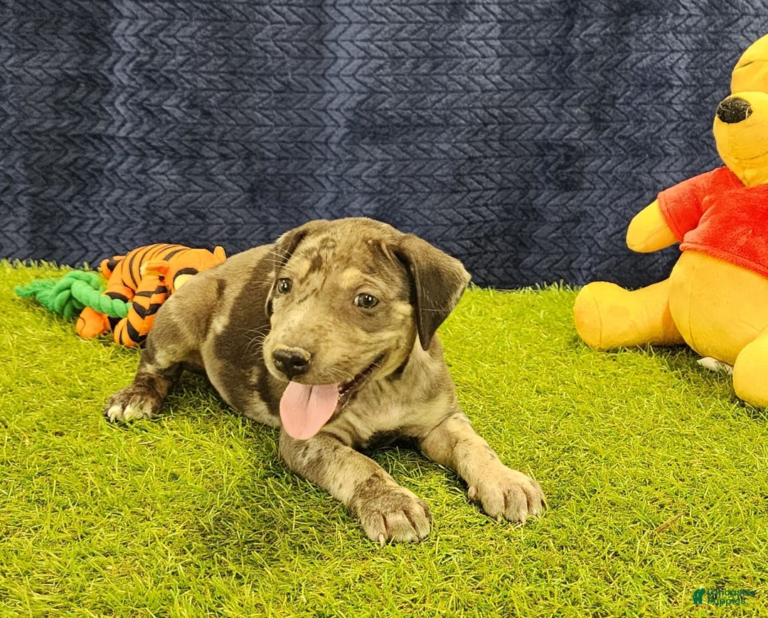 Catahoula Leopard Dog dogs for sale: Duchess 2025 Female 6 - Image 16