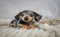 Miniature Dachshund dogs for sale: Ryder - Image 4