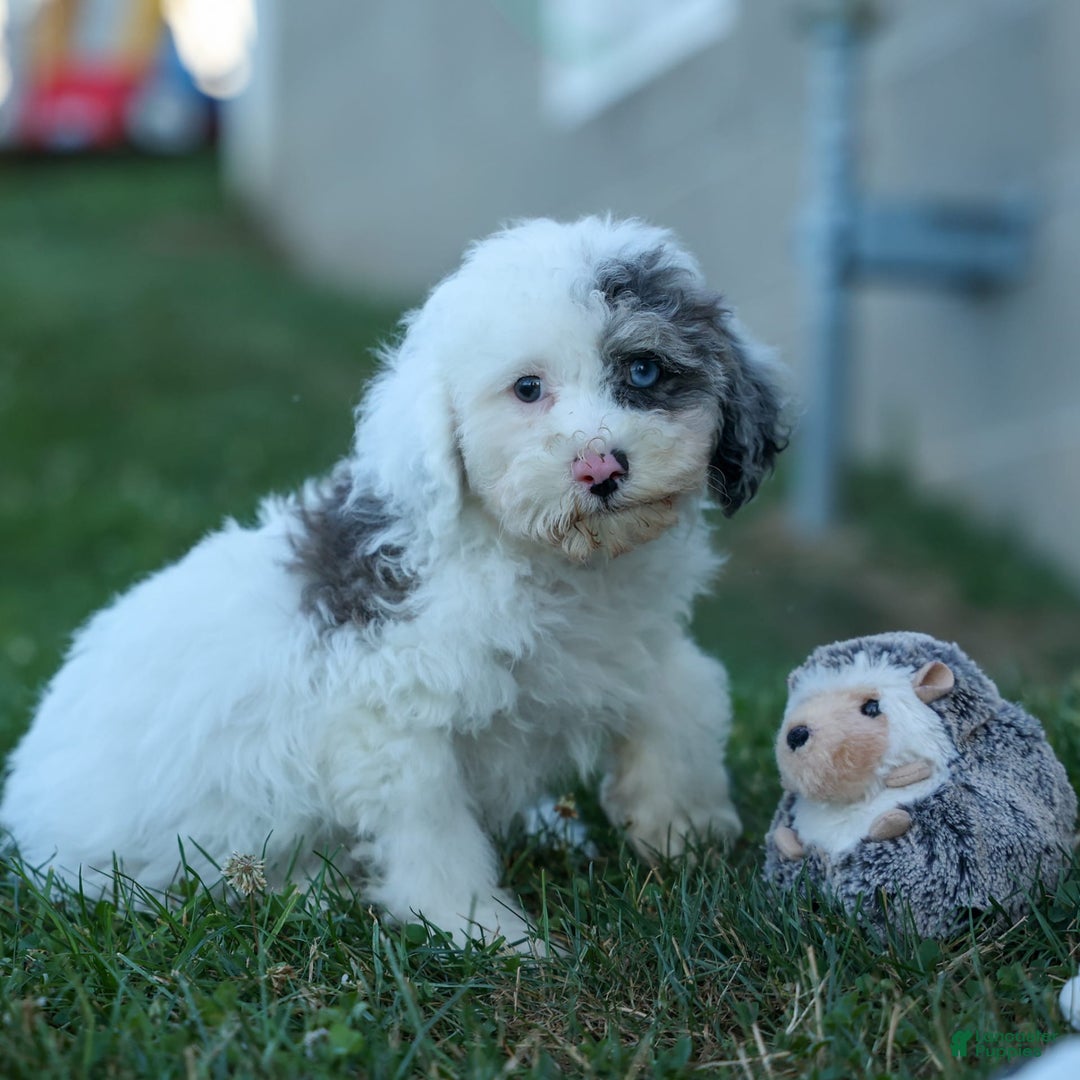Bichpoo dogs for sale: Bowie - Image 9