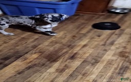 Great Dane dogs for sale: Female 1 - Image 1