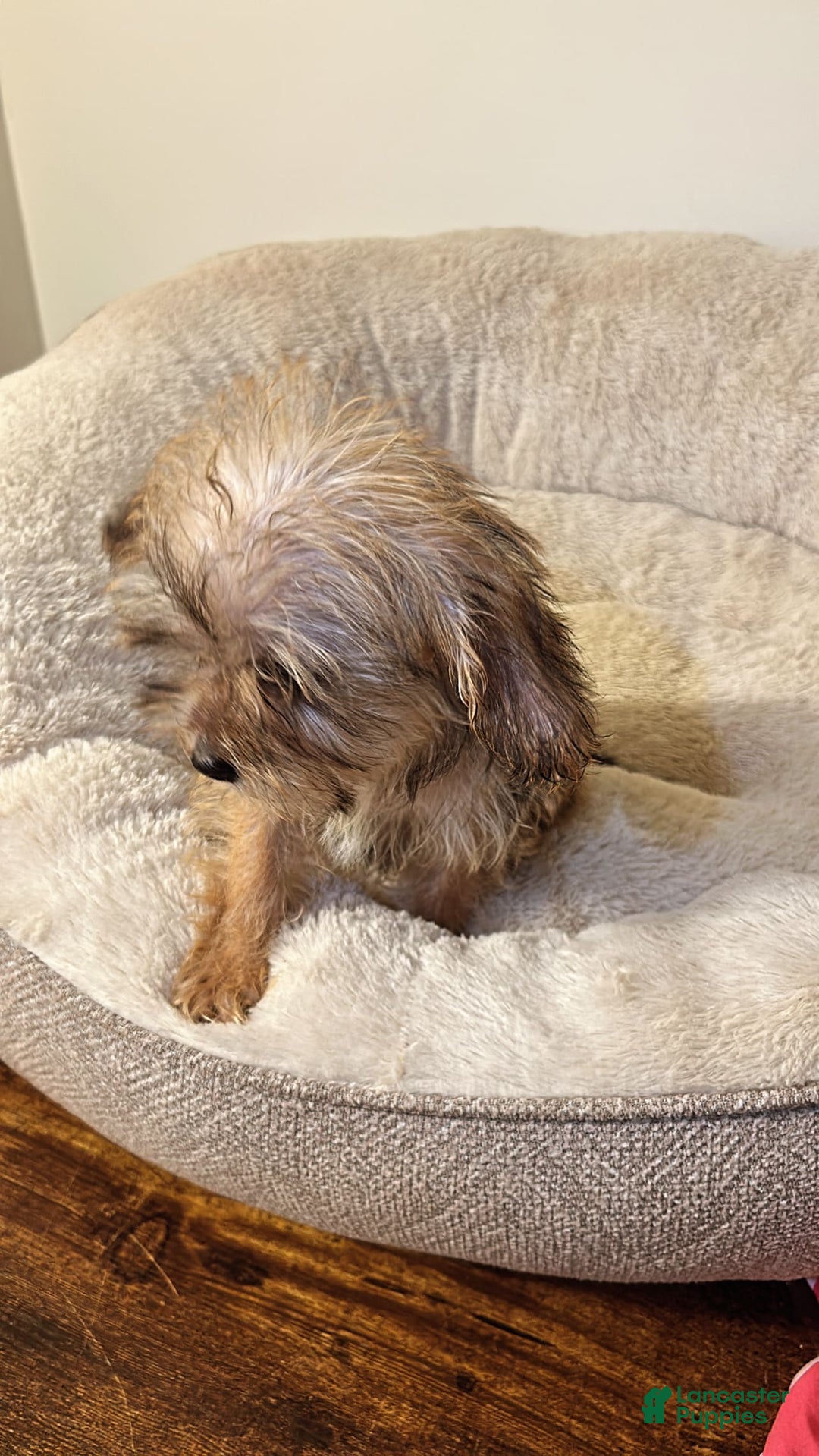 Yorkiepoo dogs for sale: Jaxx - Image 3