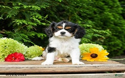 Cavalier King Charles Spaniel dogs for sale: Mason - Image 9