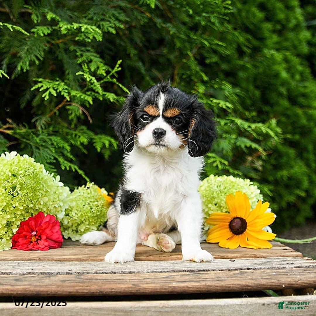 Cavalier King Charles Spaniel dogs for sale: Mason - Image 9