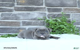 Olde English Bulldogge dogs for sale: Chelsea - Image 4