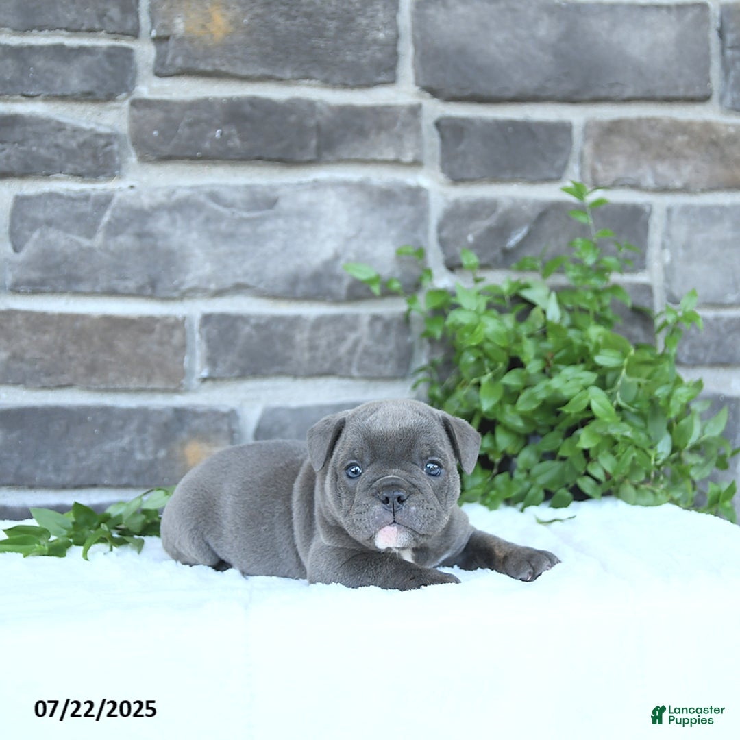 Olde English Bulldogge dogs for sale: Chelsea - Image 4