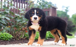Bernese Mountain Dog dogs for sale: Katy - Image 8