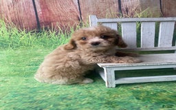 Mini Goldendoodle dogs for sale: Lani - Image 9