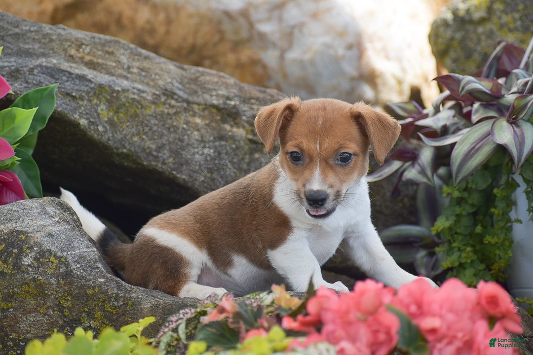 Jack Russell Terrier dogs for sale: Sugar - Image 2