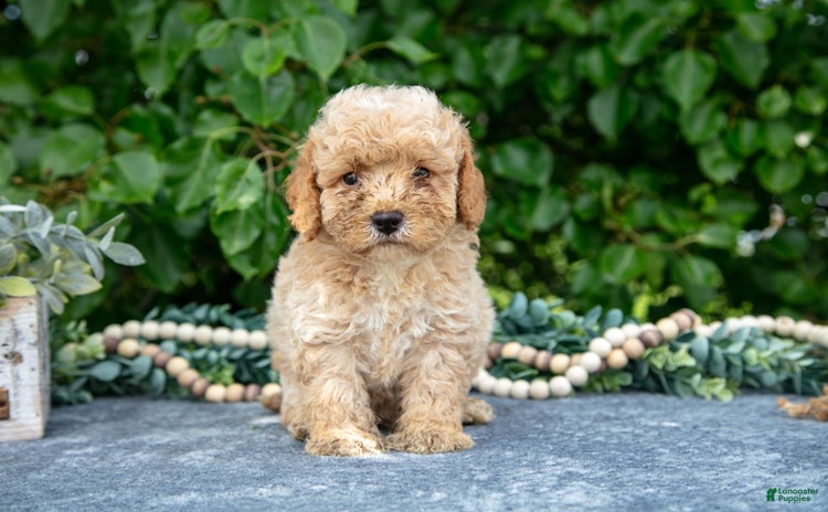 Miniature Poodle dogs for sale - Ad 4