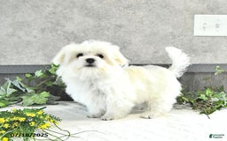 Maltese dogs for sale: Theo - Image 8