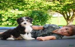 Mini Bernedoodle dogs for sale: Mini Bernedoodle 3 puppies - Image 11