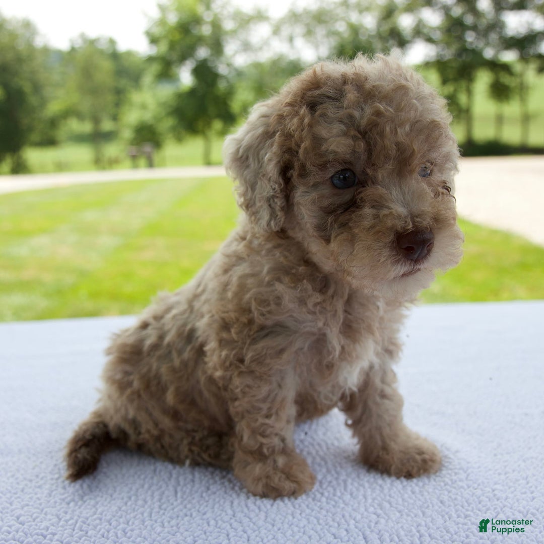 Miniature Poodle dogs for sale: Jackson - Image 9