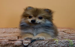 Pomeranian dogs for sale: Ricky - Image 13