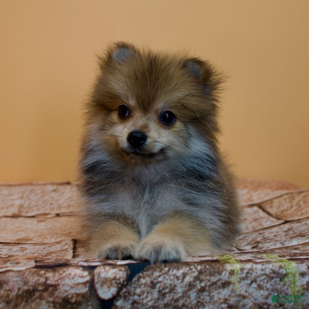 Pomeranian dogs for sale: Ricky - Image 13