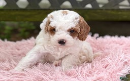 Cavapoo dogs for sale: Bianca - Image 13