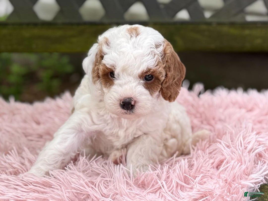 Cavapoo dogs for sale: Bianca - Image 13