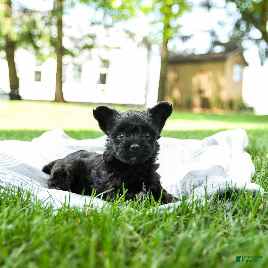 Yorkiepoo dogs for sale: Mint Chocolate Chip - Image 3