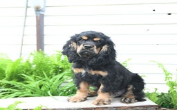 Cocker Spaniel dogs for sale: Banjo - Image 24